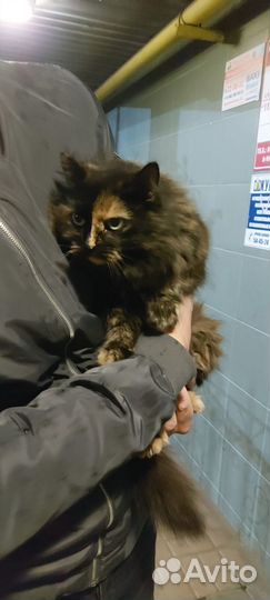 Кошечка в добрые руки