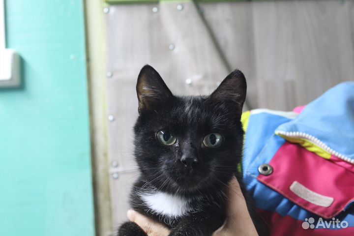 Кошечка Мыша