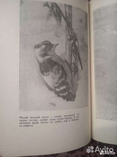 Книги о природе.Семаго,Бианки,Паустовский,Чаплина