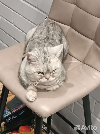 Шотландский кот вязка