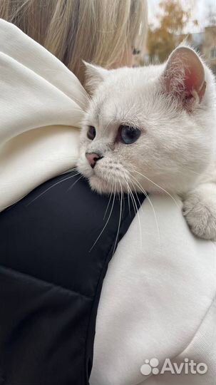 Вязка шотландский котик