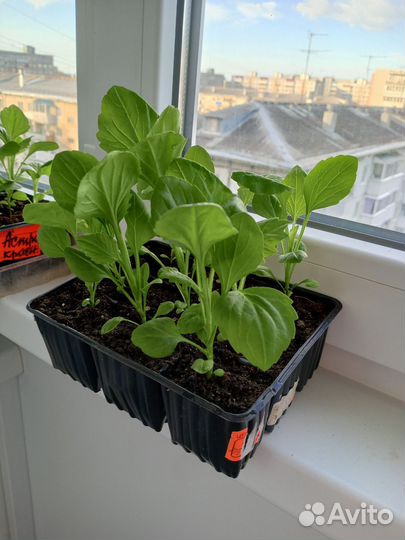 Рассада помидор