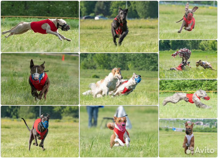 Фотограф и видеограф