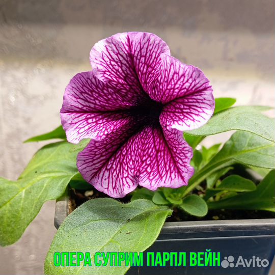 Петуния ампельная