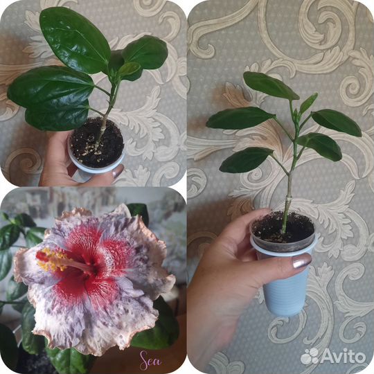 Сортовые гибискусы