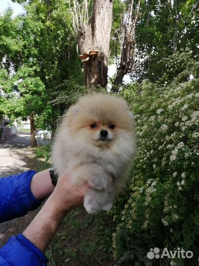Померанский шпиц мини