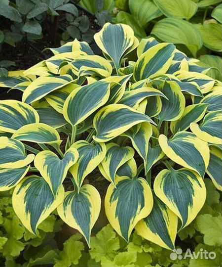 Хоста отем фрост