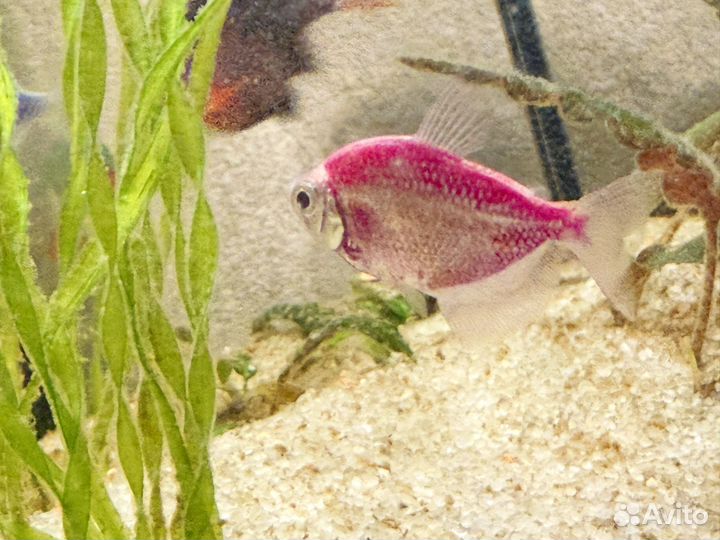 Аквариумные рыбки