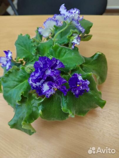 Комнатные цветы фиалки