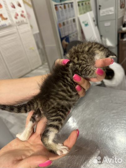 Вислоухий котёнок в добрые руки ищет дом