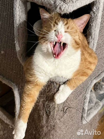 Кошка и кот в дар