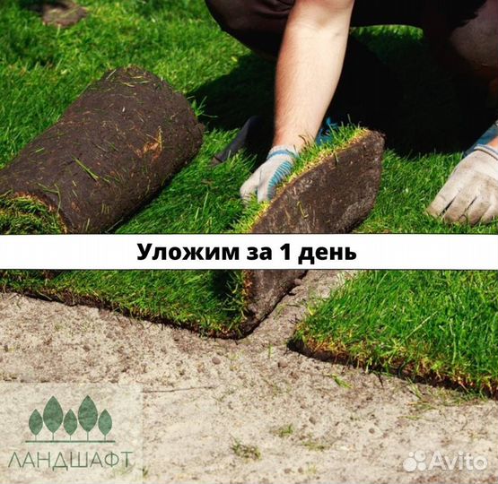 Теневыносливый рулонный газон Мытищи