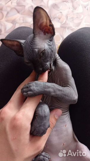 Донской сфинкс