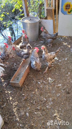 Куры несушки продам