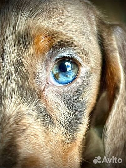 Кроличья такса