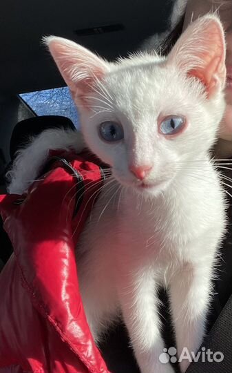 Белая кошечка