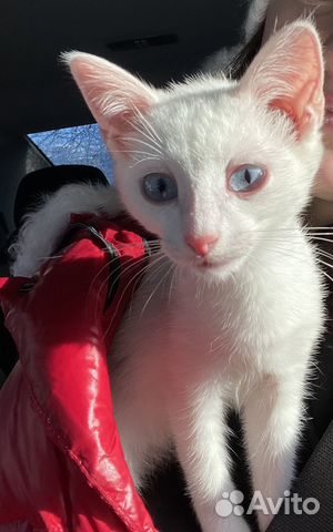 Белая кошечка