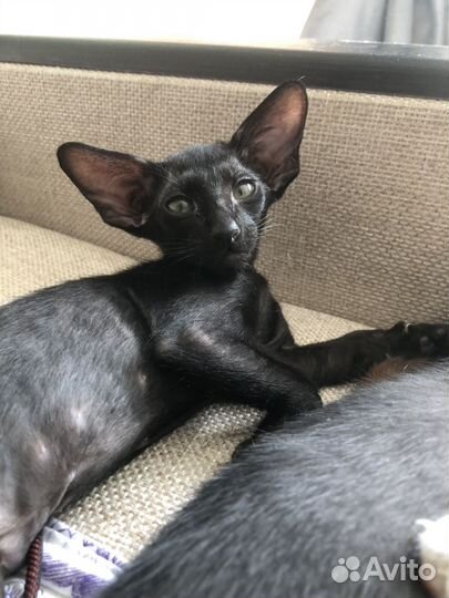 Ориентальный кот