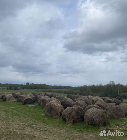 Продам сено в рулонах