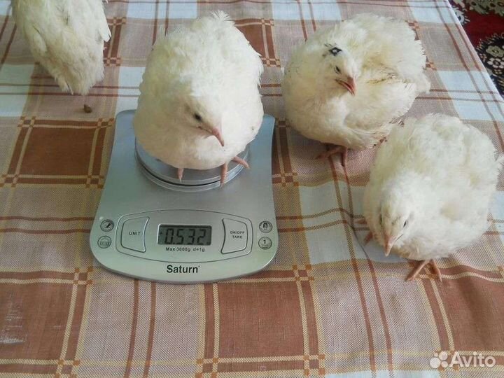 Техасский белый бройлер перепёлка. Перепелка техасская белая. Техас утяжеленный. Техас утяжеленный. Техас утяжеленный.