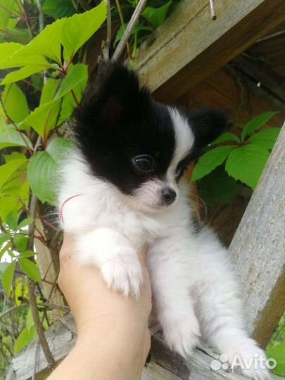 Чихуахуа мальчишка