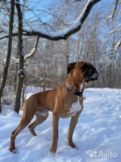 Вязка Боксер