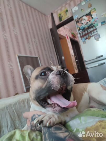 Случка собак