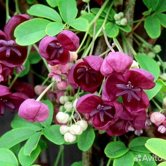 Кустарники и многолетники