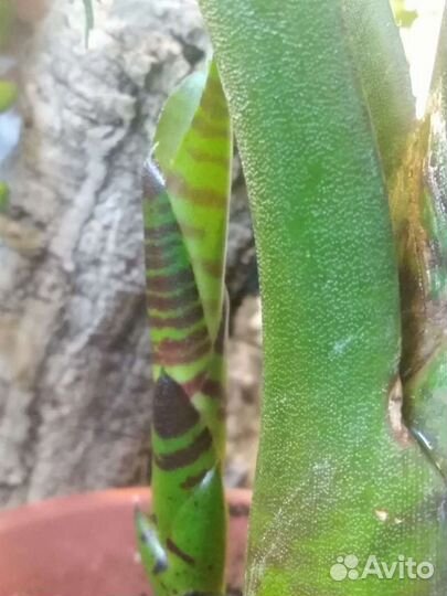Neoregelia Blusching Tiger
