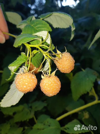 Малина желтая (саженцы)