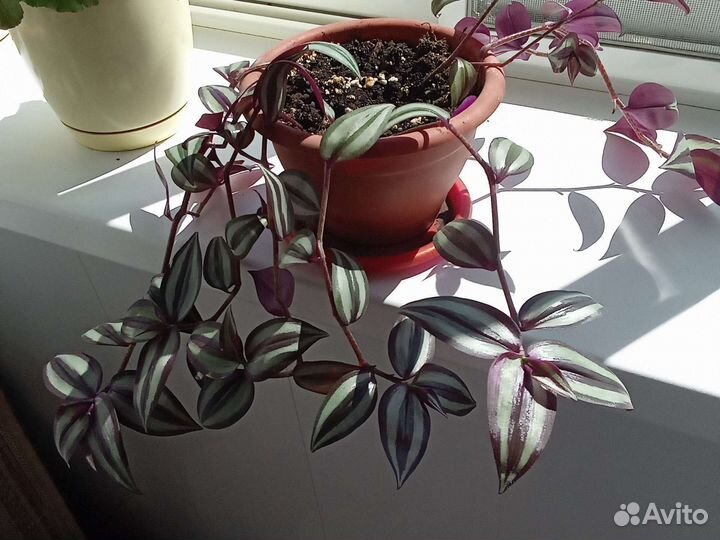 Традесканция