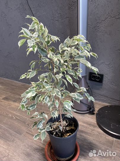 Фикус де гантель