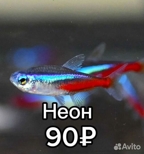 Аквариумные рыбки и растения