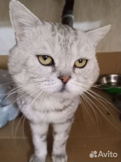 Шотландская