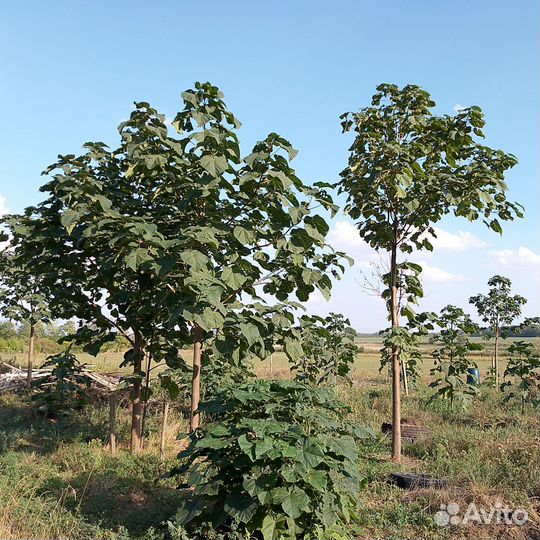 Самое Быстрорастущее Дерево Павловния Шан Тонг
