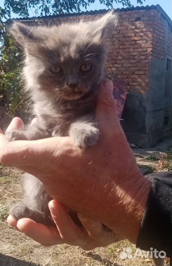 Котята в добрые руки бесплатно