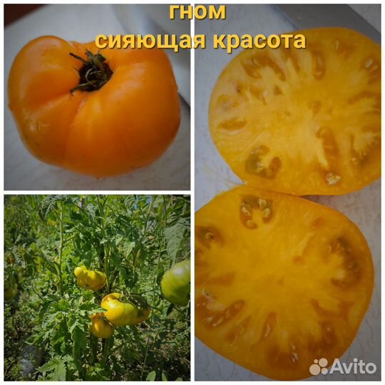 Семена коллекционных сортов томатов