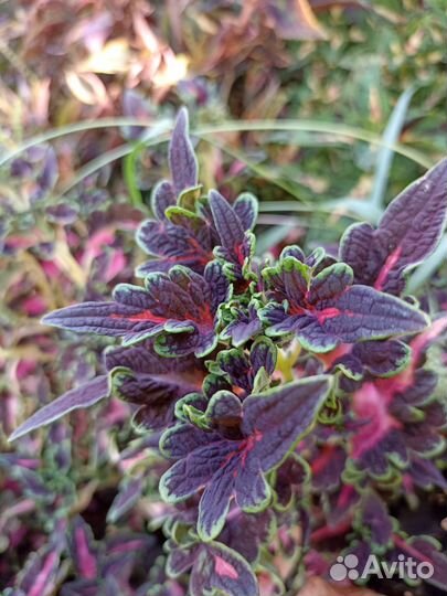 Колеусы вегетативные