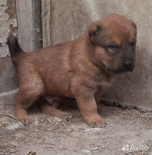 Щенки сао алабай