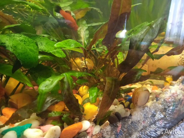 Аквариумные рыбки