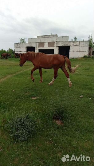 Лошадь жеребец