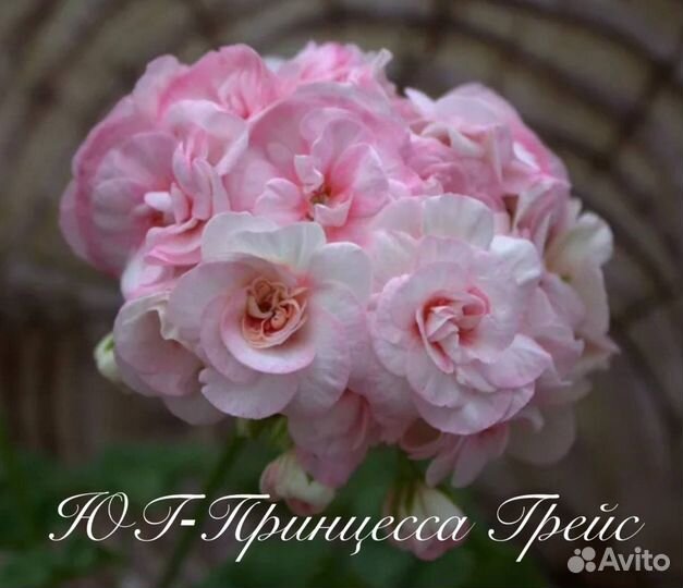 Пеларгония герань