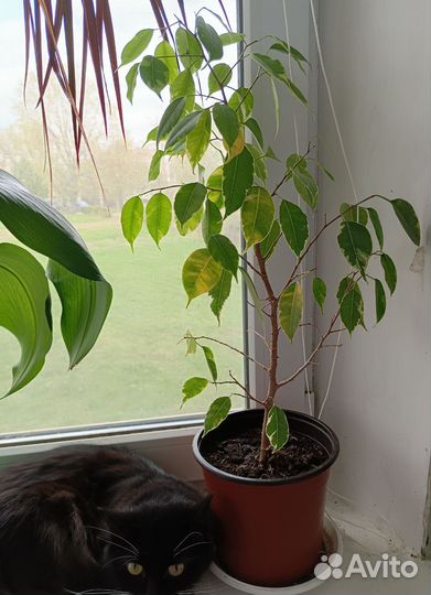 Домашние цветы Фикус