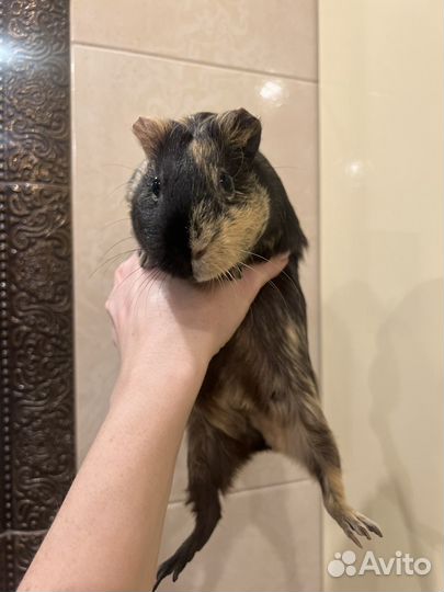 Морская свинка в аренду бесплатно