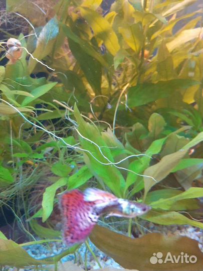 Гуппи испанцы собственного разведения
