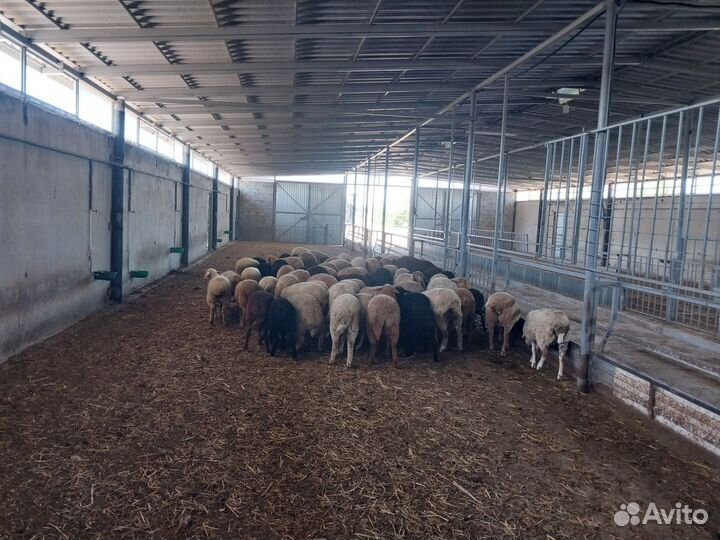 Продаются ягнята и ярочки