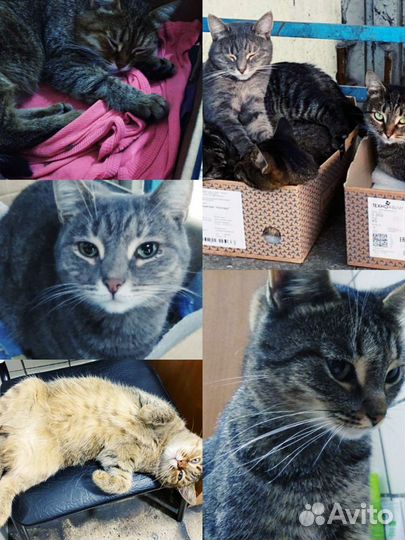 Кошки в добрые руки
