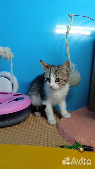 Котята девочки. Спасены с улицы