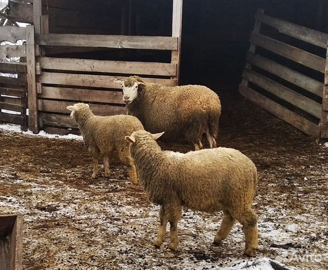 Овцы бараны