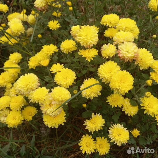 Хризантема